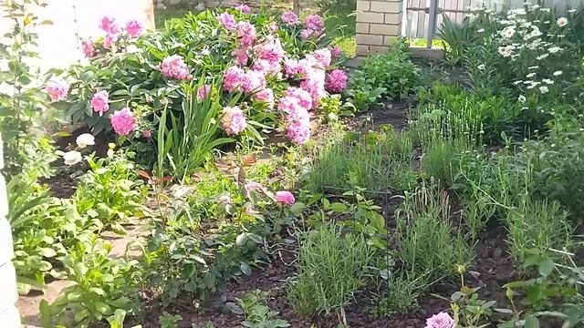 14 июня, жара, всё бешено развивается 😀 Роза Джульетта,