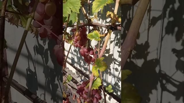 Виноград Суперник, Чорний кристал, місто Костопіль, Ук