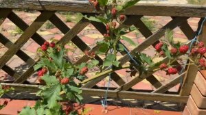 Ежевика Арапахо самый ранний сорт. Два урожая за сезон