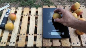 Абрикос Полесский крупноплодный