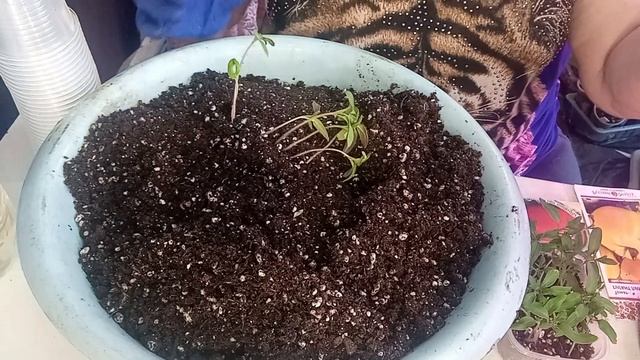 #ПИКИРОВКА И ПЕРЕВАЛКА ТОМАТОВ# смотреть онлайн