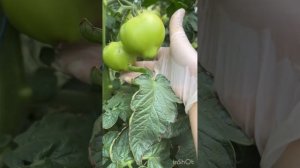 Томат Белфорт, рост томата, цвет и вид в разрезе🍅👍