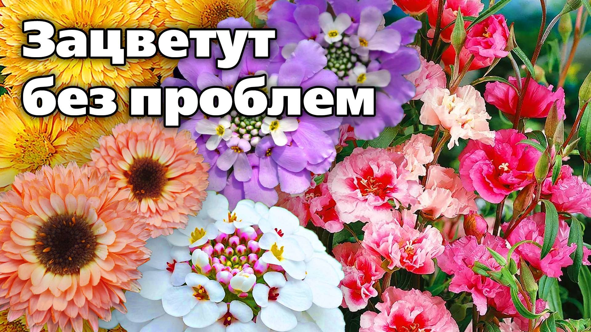 Посейте эти цветы сейчас. Цветут все лето - никаких хлопот смотреть онлайн