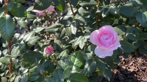 Роза Абе де Вальсент  и запах французских духов в весе?