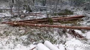 МтЗ-82.1 в лесу. Трелёвка без кошелей.