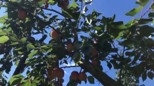 Абрикос Крупноплодный Дуки