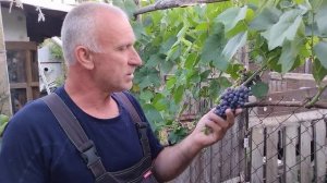 Виноград Венус.