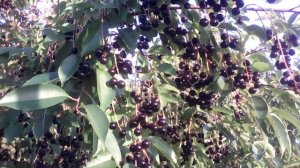 Черёмуха падоцерус, и др.