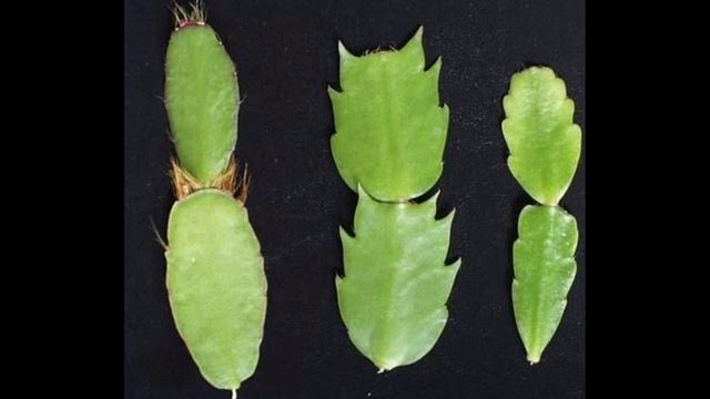 Шлюмбергера смотреть онлайн