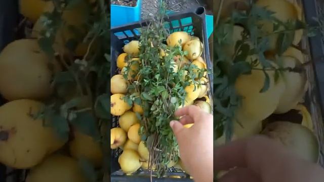 Собрали грецкий орех, миндаль и груши. 🍐🍇 #молдова #д? смотреть онлайн
