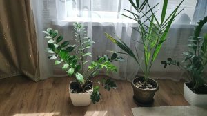 Жарим рыбку.