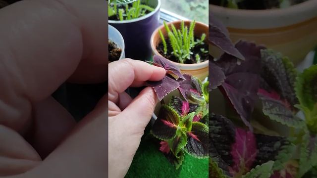 Цветы даром! Скоро заморозки погубят растения на клум смотреть онлайн