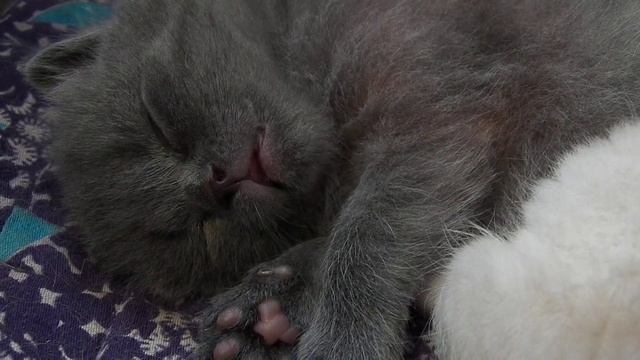АЛИНА Спокойной ночи от котёнка смотреть онлайн