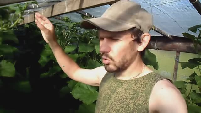 КАК ФОРМИРОВАТЬ ОГУРЦЫ В ТЕПЛИЦЕ, КАК ПРИЩИПЫВАТЬ ОГУРЦЫ смотреть онлайн