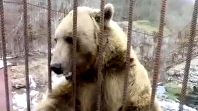 Стеснительный мишка (прикол) .mp4.mp4 смотреть онлайн