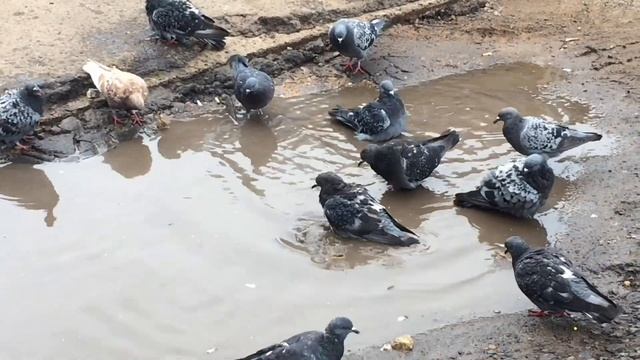 Летающие крысы принимают ванну смотреть онлайн