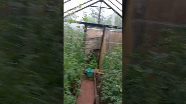 Курчавость на томатах