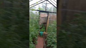 Курчавость на томатах
