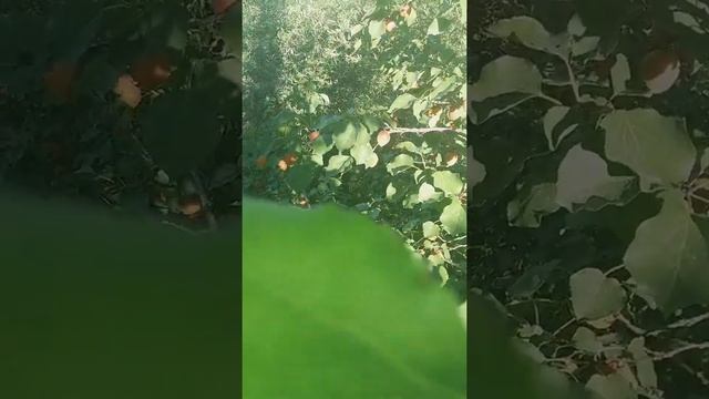 O`rik Абрикос самый вкусный фрукты мира