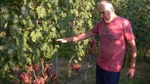 Виноград Снежок