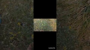 Томат Мегагрон . Черри с мега кистями ! Беларусь . Обзор