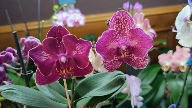 🦋 Кимоно и 🦋 Черри бомб