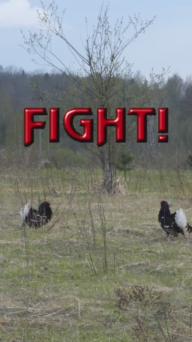 Тетеревиный ток в стиле Mortal Kombat смотреть онлайн