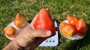 Груша Ред Сенсейшн