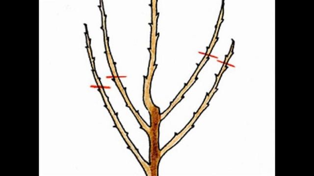 Правильна і своєчасна обрізка черешні як гарантія ряс смотреть онлайн