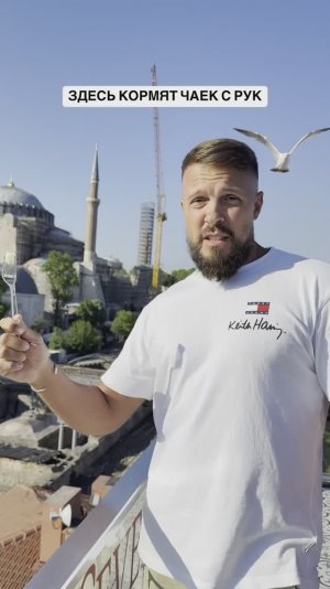 Здесь чайки едят буквально с руки! Стамбул, смотровая крыша ресторана Seven Hills, свободный вход.