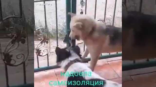 Прикол для настроения :-)