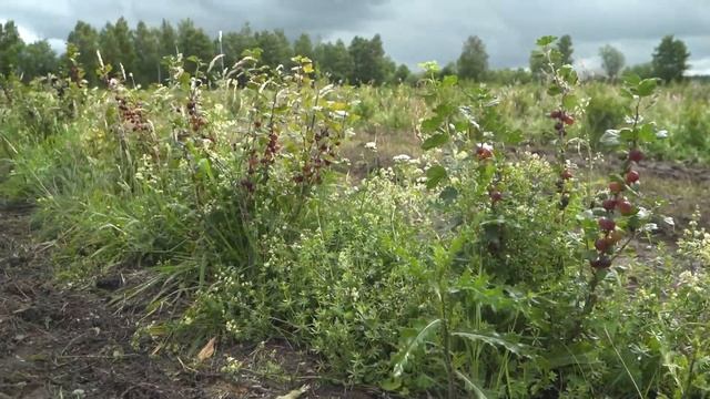 Фермер выращивает крыжовник в Полесском районе смотреть онлайн
