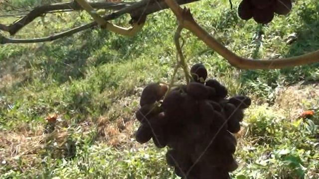 Виноград на 20 серпня 2024 року  Сумщина.