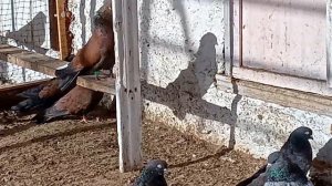 Кировоградские голуби.