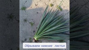 Делаю «ПАЛЬМУ» из ЮККИ              🌴🌴🌴😉🥰