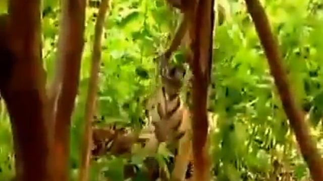 Обезьяна развлекает тигра смотреть онлайн