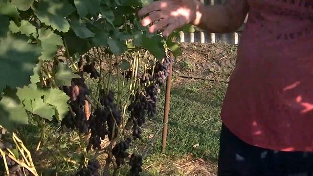 Виноград Красава