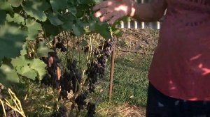 Виноград Красава