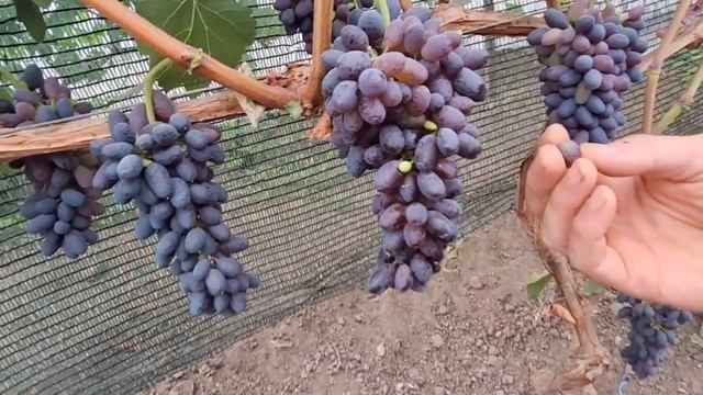 Виноград кишмиш Джой