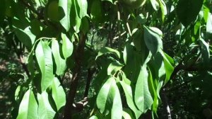 Обрезка персика летом - только идиотами.