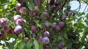 СЛИВЫ ПОЛЬЗА И ВРЕД.