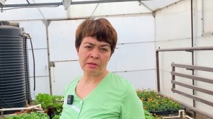 Водянка на рассаде перца. Причины и лечение #ШПС № 125