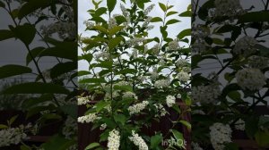 Мой сад!!! Черемуха виргинская Шуберт (краснолистная).