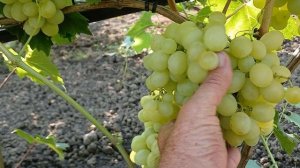Виноград селекции В.М.Калугина «Белоснежка» Краснодар?