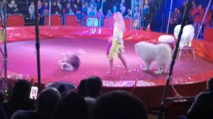 Цирк ШАПИТО Малаховка