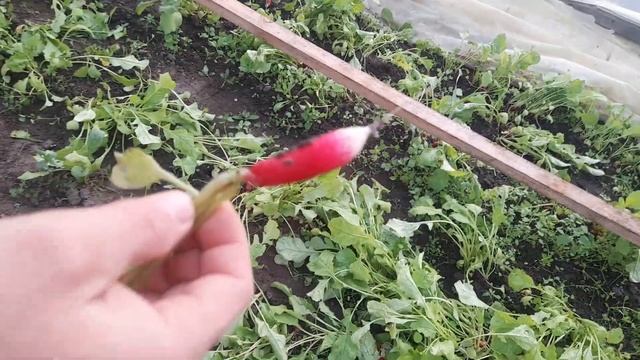 збираємо урожай редиски. смотреть онлайн