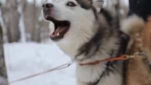 Хаски орёт лаем