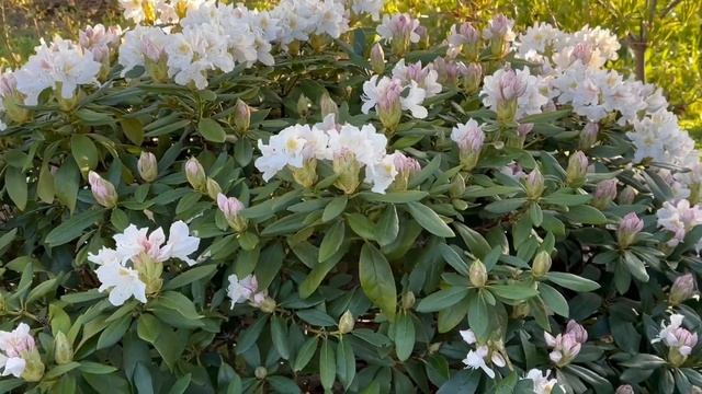 Рододендрон Каннингемс Уайт – надежный и красивый со?