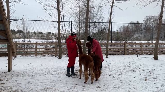 В Татарстане родился первый детёныш альпак🦙