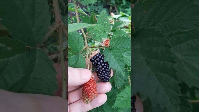 Самый ранний сорт ежевики карака блэк, созревание в 24г